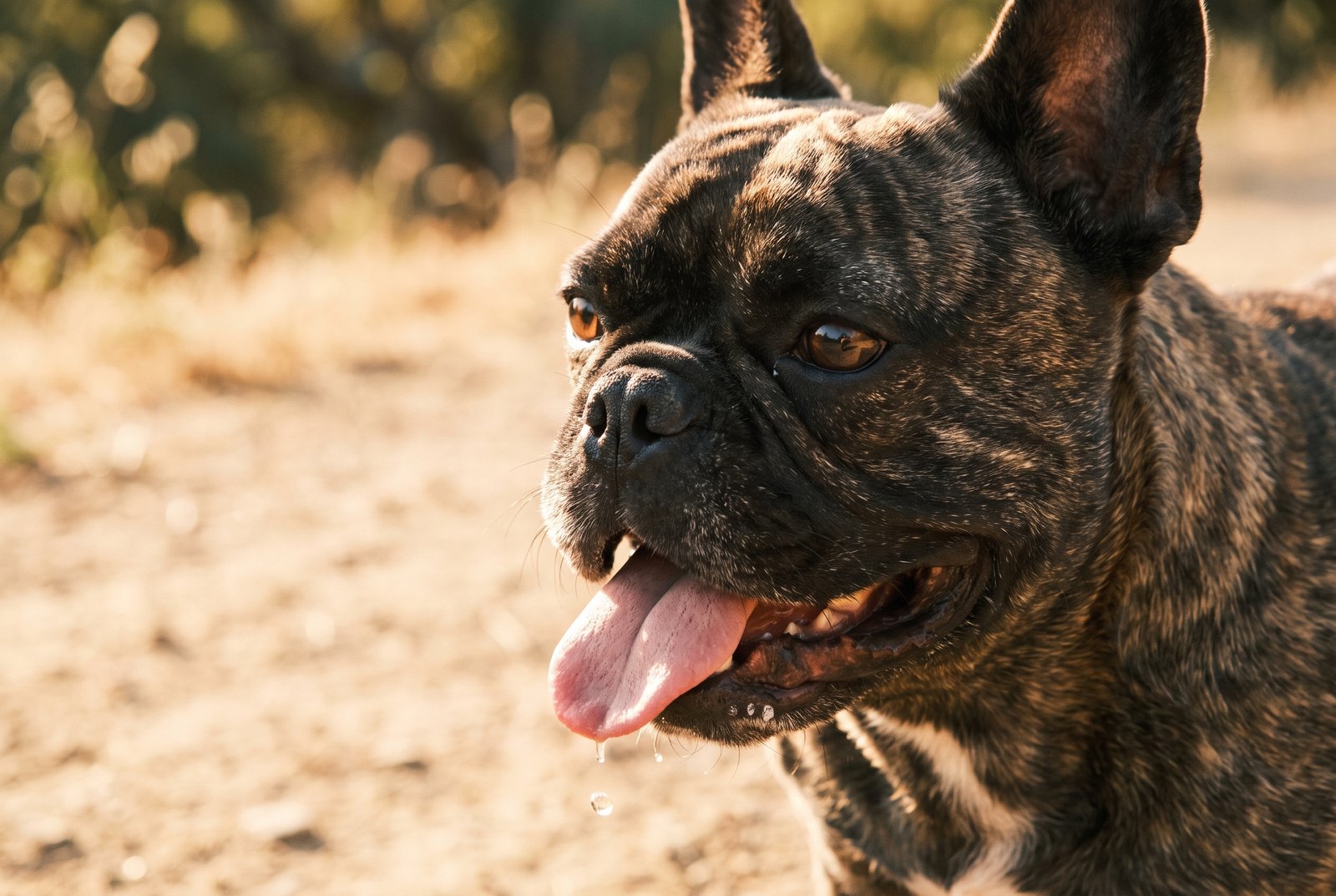 Bouledogue français qui halète sous la chaleur estivale