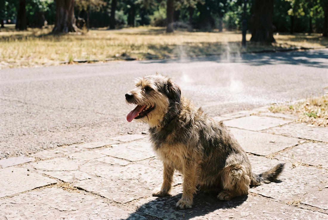 Chien qui halète sous la chaleur en plein été