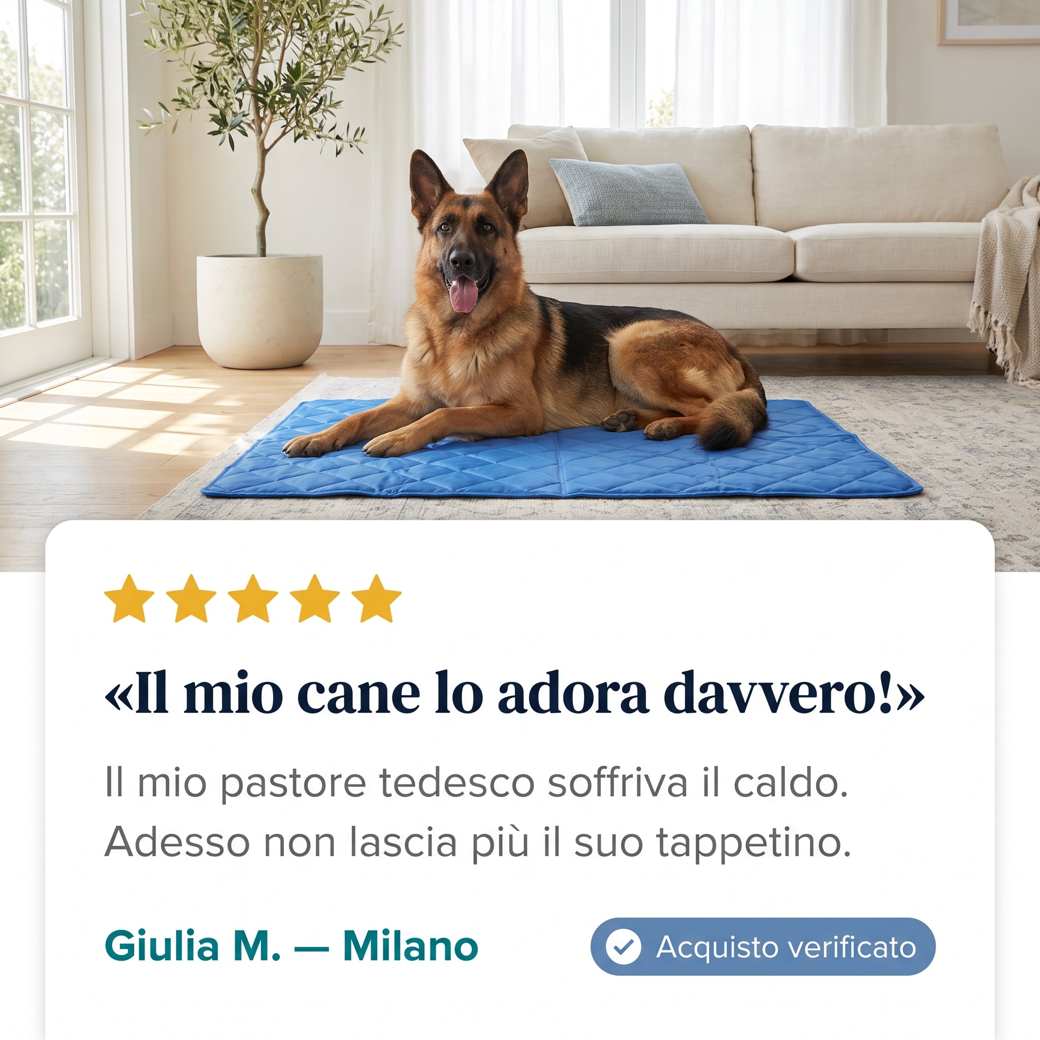 Cinque taglie per cani fino a 50 kg