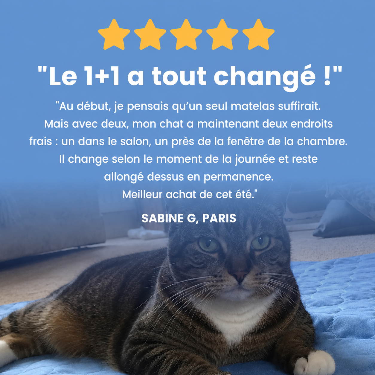 Chat allongé sur le tapis rafraîchissant Patoulina