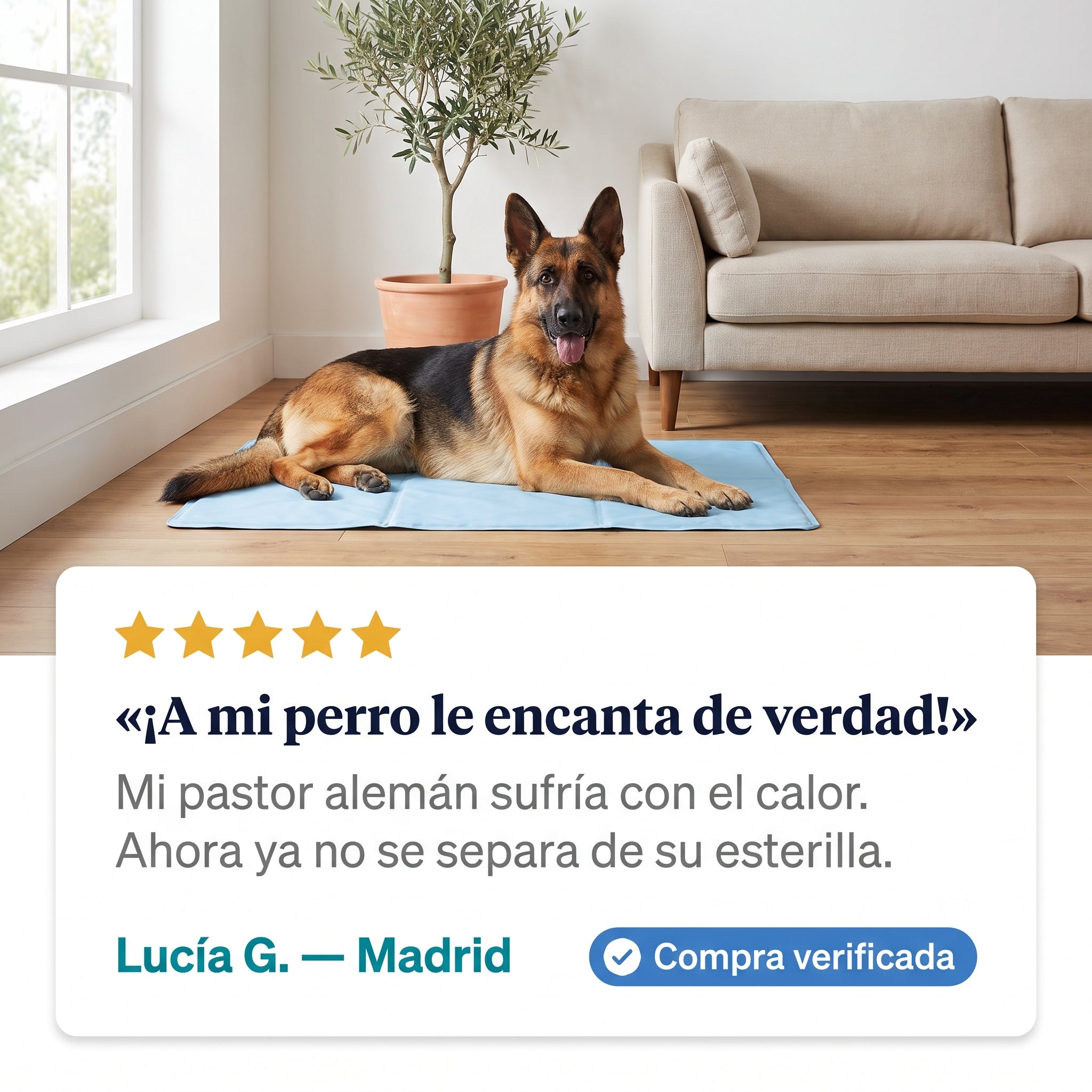 Perro fresco y cómodo en verano