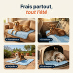 Patoulina chien — Frais partout tout l'été (usages)